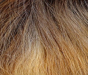 Ash Blond Root